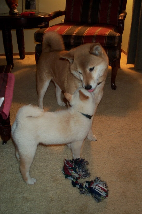 开云网址入口-_铁人三项挑战极限：竞赛精彩瞬间集锦_，铁人三项比赛规则