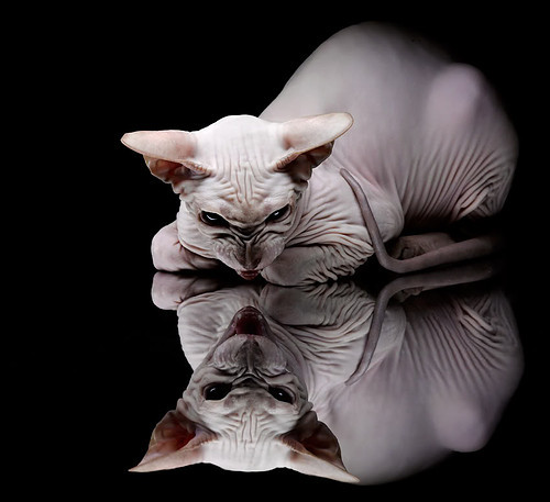 开云 官网 入口-埃马纽埃尔·瓦尼奥尼成为最年轻的800米奥运冠军